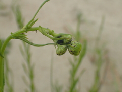 Senecio inaequidens