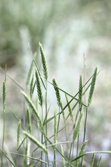 Agropyron desertorum