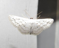 Scopula eburneata