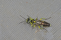 Rhogogaster picta