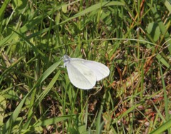 Leptidea juvernica