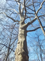 Platanus × hispanica