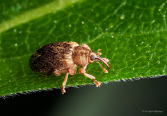 Lignyodes bischoffi
