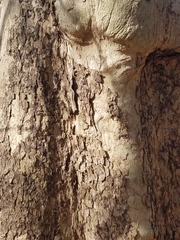Platanus × hispanica