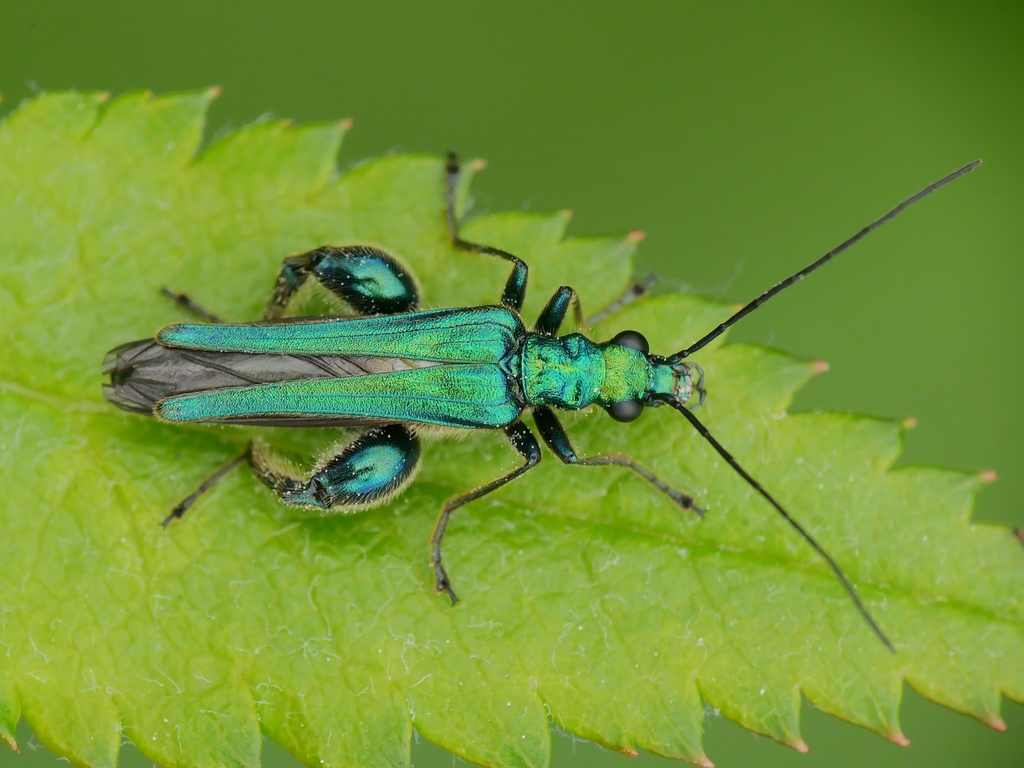 Webbed Legged Insect Thick-legged Flower Beetle (Insects of Jaén, AN, ES) · iNaturalist