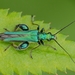 Thick-legged Flower Beetle - Photo (c) Joe Holt, some rights reserved (CC BY-NC), uploaded by Joe Holt