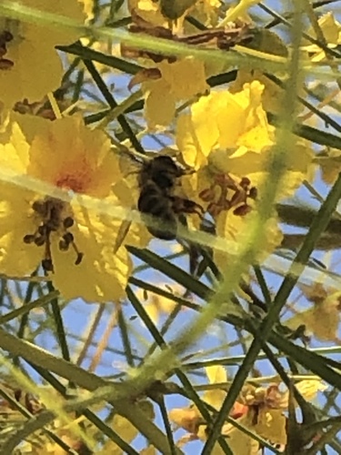 photo of Western Honey Bee (Apis mellifera)