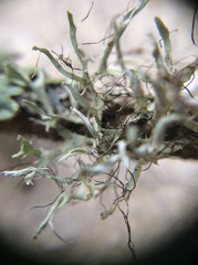 Heterodermia leucomelos