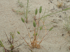 Phleum arenarium