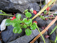 Cochlearia groenlandica