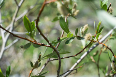 Chrysomela aeneicollis