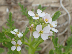 Cakile maritima integrifolia