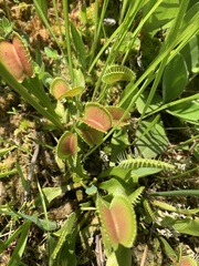 Dionaea