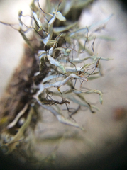 Heterodermia leucomelos