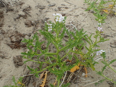 Cakile maritima integrifolia