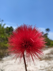 Calliandra dysantha