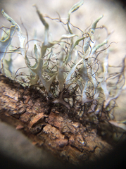 Heterodermia leucomelos