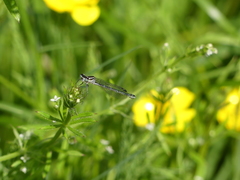 Coenagrion puella