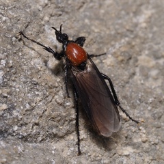 Bibio hortulanus