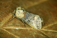 Abrostola triplasia