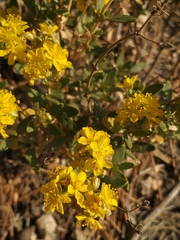 Helianthemum squamatum