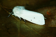 Spilosoma urticae