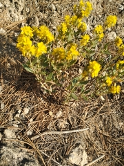 Helianthemum squamatum