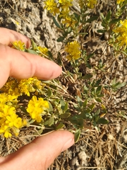 Helianthemum squamatum