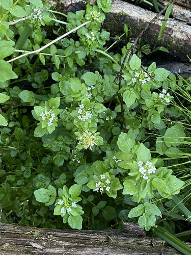 Nasturtium officinale
