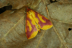 Ostrinia palustralis