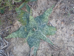 Ledebouria ensifolia