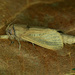 Phragmataecia castaneae - Photo (c) Michał Brzeziński, μερικά δικαιώματα διατηρούνται (CC BY-NC), uploaded by Michał Brzeziński
