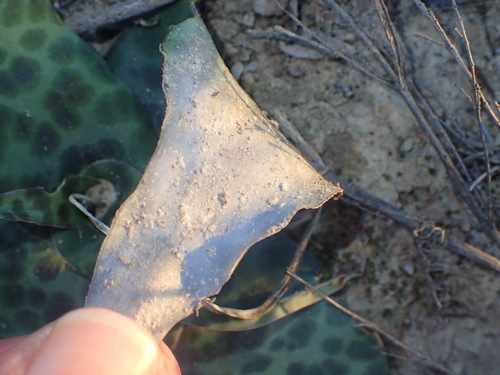 Image of Ledebouria ensifolia by (c) Nicola van Berkel, some rights reserved (CC BY-SA)