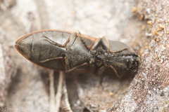 Prosternon bombycinum