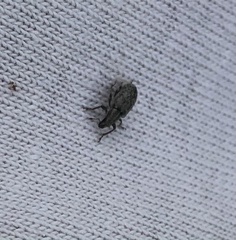 Sitona cylindricollis