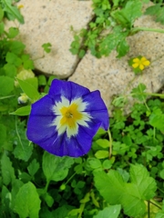 Convolvulus tricolor