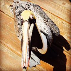 Pelecanus occidentalis