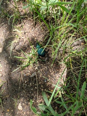 Carabus scabrosus tauricus