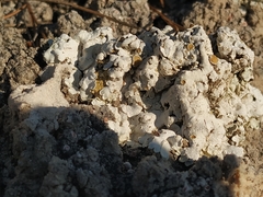 Squamarina lentigera