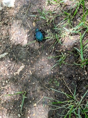 Carabus scabrosus tauricus