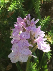 Dactylorhiza maculata ericetorum
