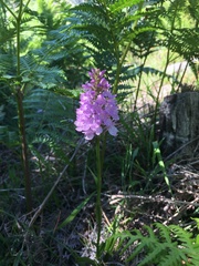 Dactylorhiza maculata ericetorum