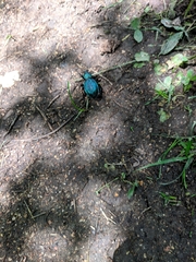 Carabus scabrosus tauricus