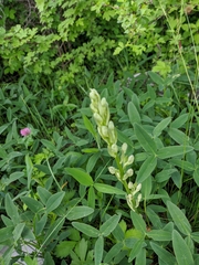 Himantoglossum caprinum