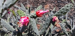 Opuntia