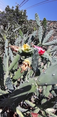 Opuntia