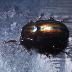 Chrysolina cerealis