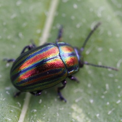 Chrysolina cerealis