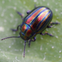 Chrysolina cerealis