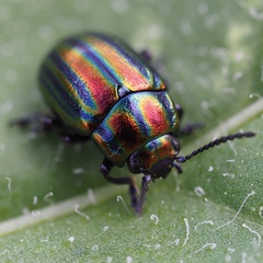 Chrysolina cerealis